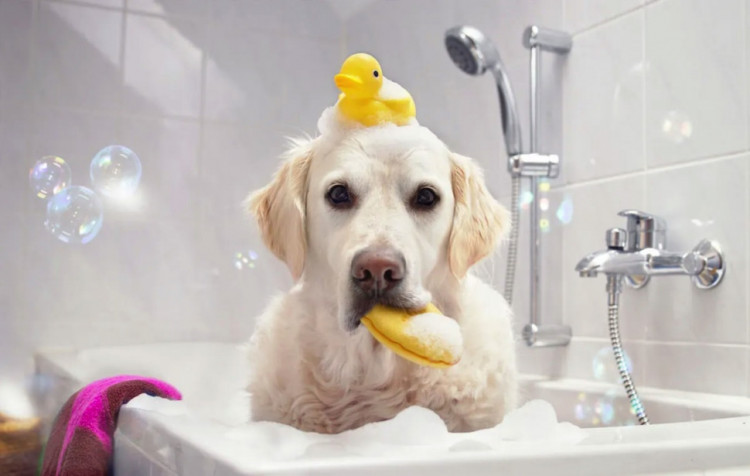 Dctr.Go Шампунь-бальзам для животных Sнampoo Therapy "Мультиуход" 1000 ml в Ставрополе